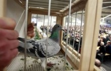 【海外仰天ニュース】ボスニア発、伝書鳩ならぬ“運び屋”鳩！ハトを逮捕し、さてどーする !?