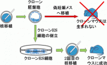 理化学研究所、凍結死体からクローン個体を作ることに初めて成功